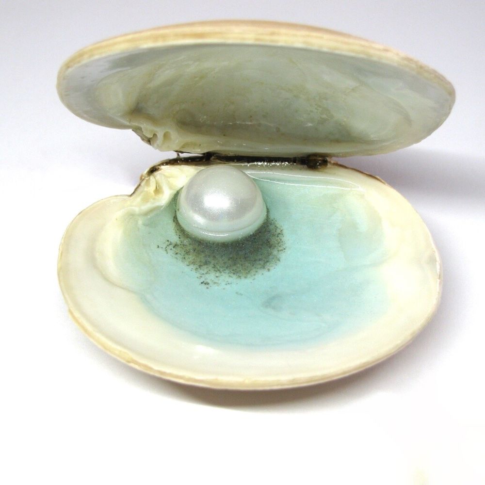 Mock Oyster Shell Trinket Dish (L)