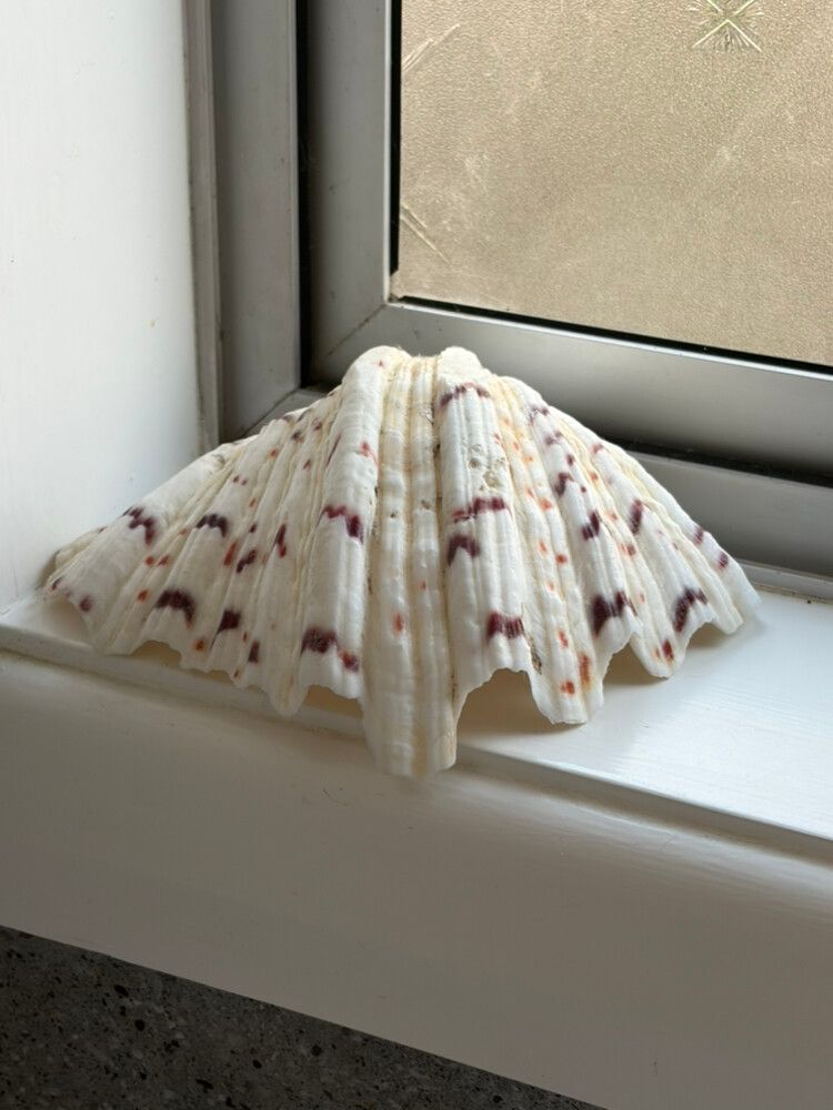 Large Hippopus Hippopus (Bear Paw Clam) Shell – Coastal Décor